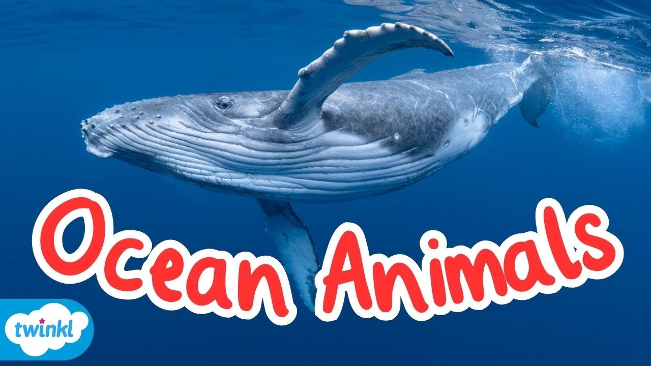 What Animals Live in the Ocean? | All About Sea Creatures for Kids