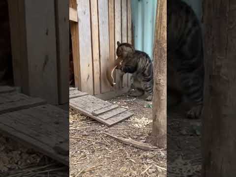 Smart Cat Outsmarts Weasel and Sets a Trap!