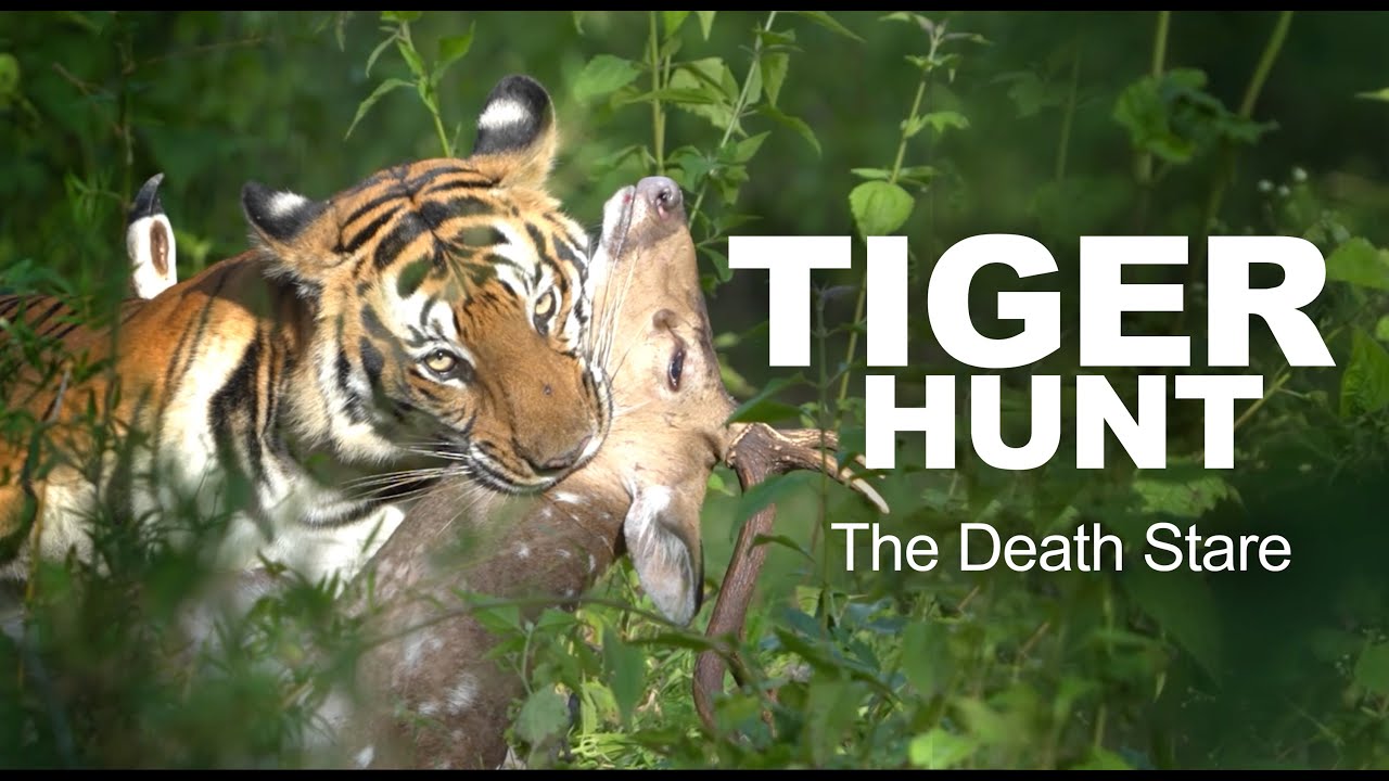 Surreal Tiger Hunt in Kabini 🐅