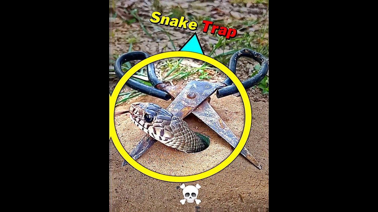 Top Animal & Bird Traps for Education & Fun 🦜