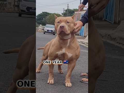 2 week To One Year American bully #feed #puppy #transformation #bullydogs #pets #dogs