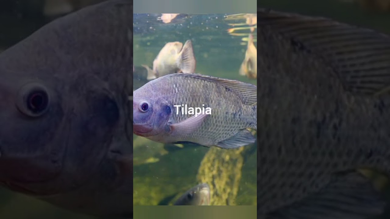 Top 10 Genetically Modified Animals π§¬