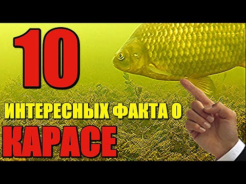 Как поймать крупного карася 🎣