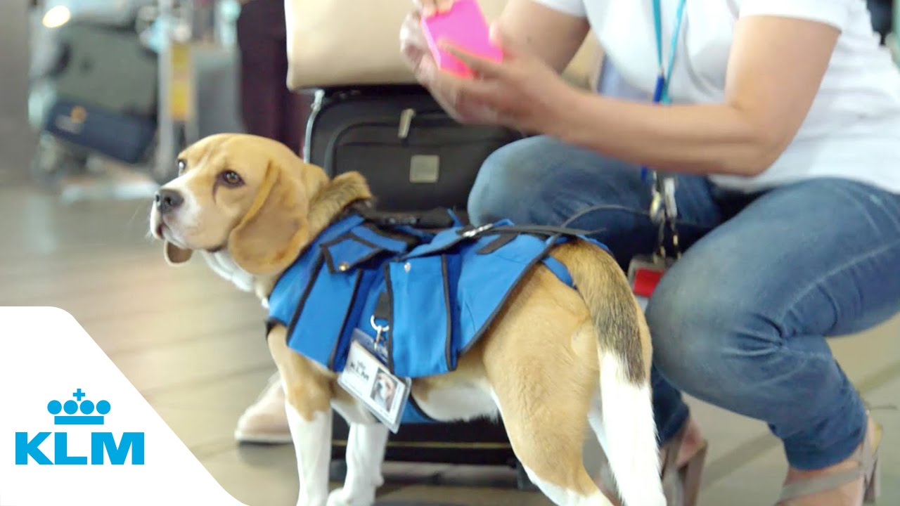 KLM Lost & Found: Quickly Reunite with Your Lost Items ✈️