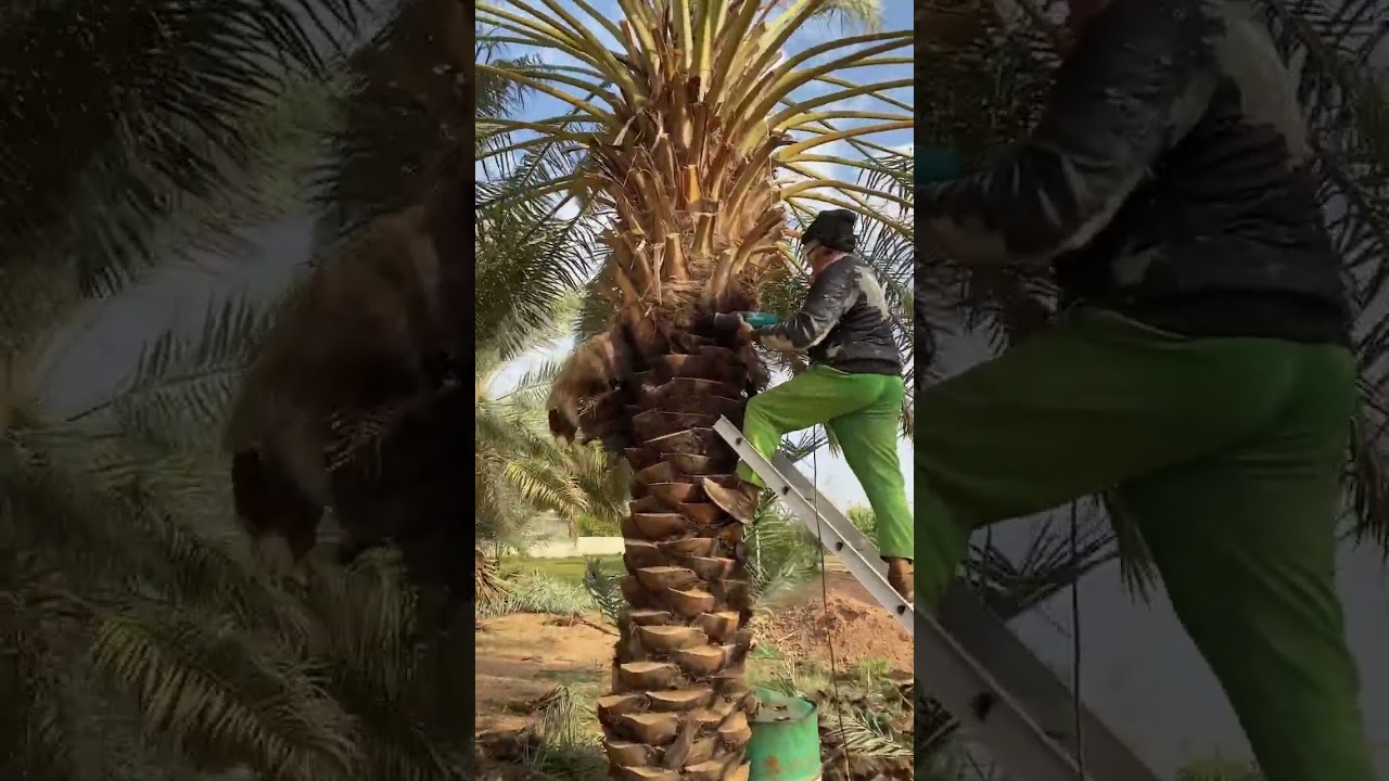 تقليم وتنظيف النخل باستخدام المنشار الكهربائي 🌴