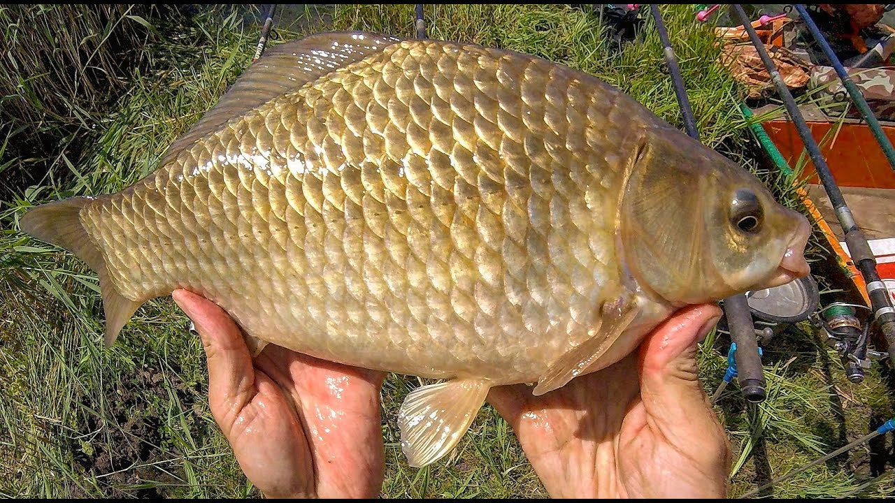 Весенняя ловля карасей на фидер с берега 🎣