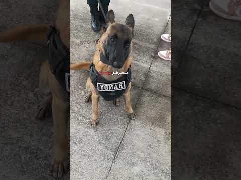 🗣️ أفضحك؟ 😂 | #دبلجة_مضحكة #اكسبلور #السعودية #دوبلاج #shorts #my_kingo