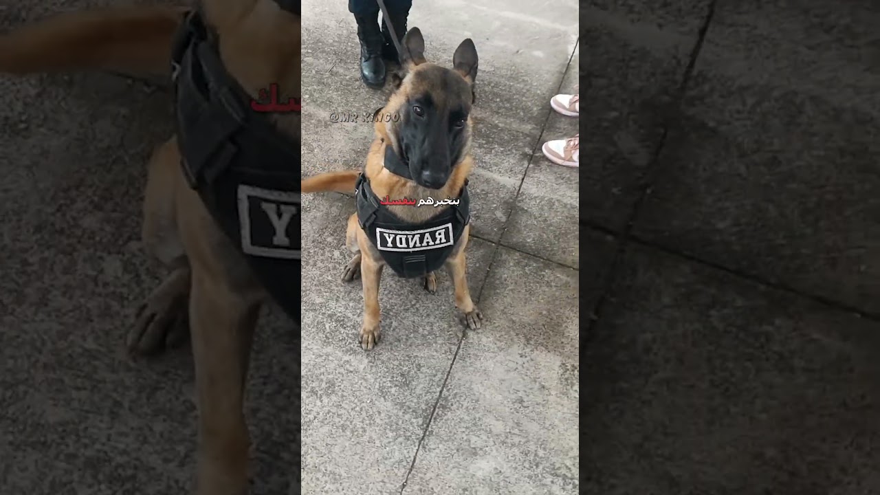 هل تجرؤ على كشف حيلتي المضحكة؟ 😂 | دبلجة ممتعة ومقالب سعودية