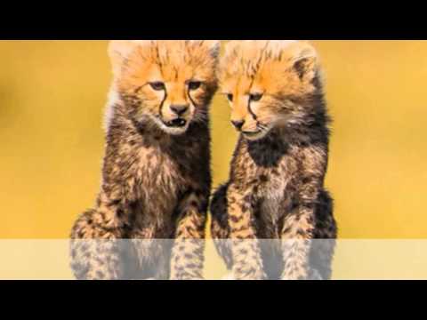 John Renbourn - One for William 🎶