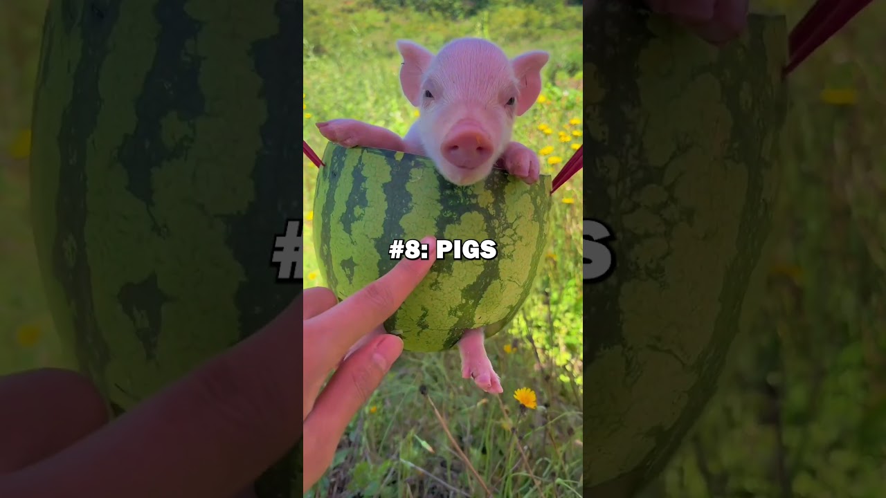 Top 10 EXOTIC PETS! #pets #animallover #exotic #bestpets #animals #cute