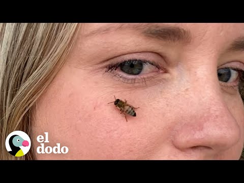 Mujer rescata abejas de un portaaviones | El Dodo