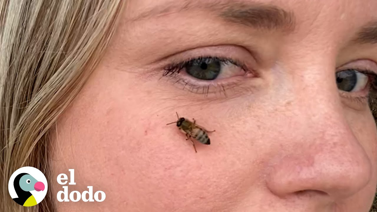 Mujer arriesga su vida para salvar abejas en un portaaviones 🐝