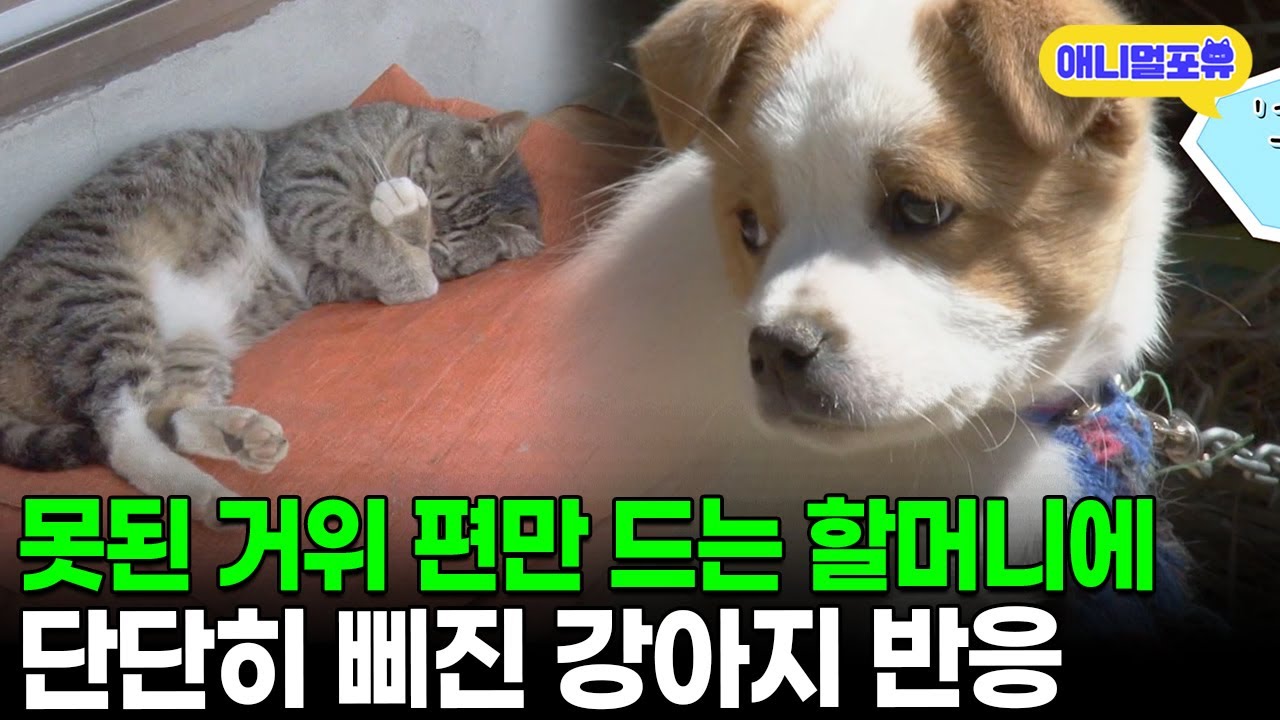 85세 할머니와 거위, 강아지 반응 😢