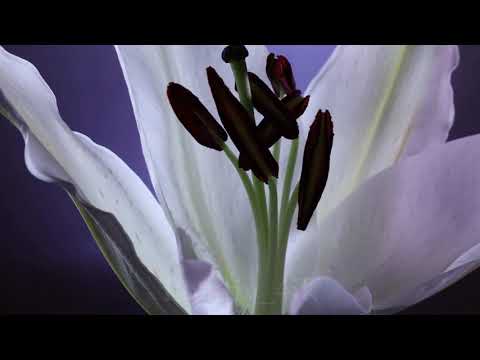 Невероятно красивая музыка для души! Послушайте!