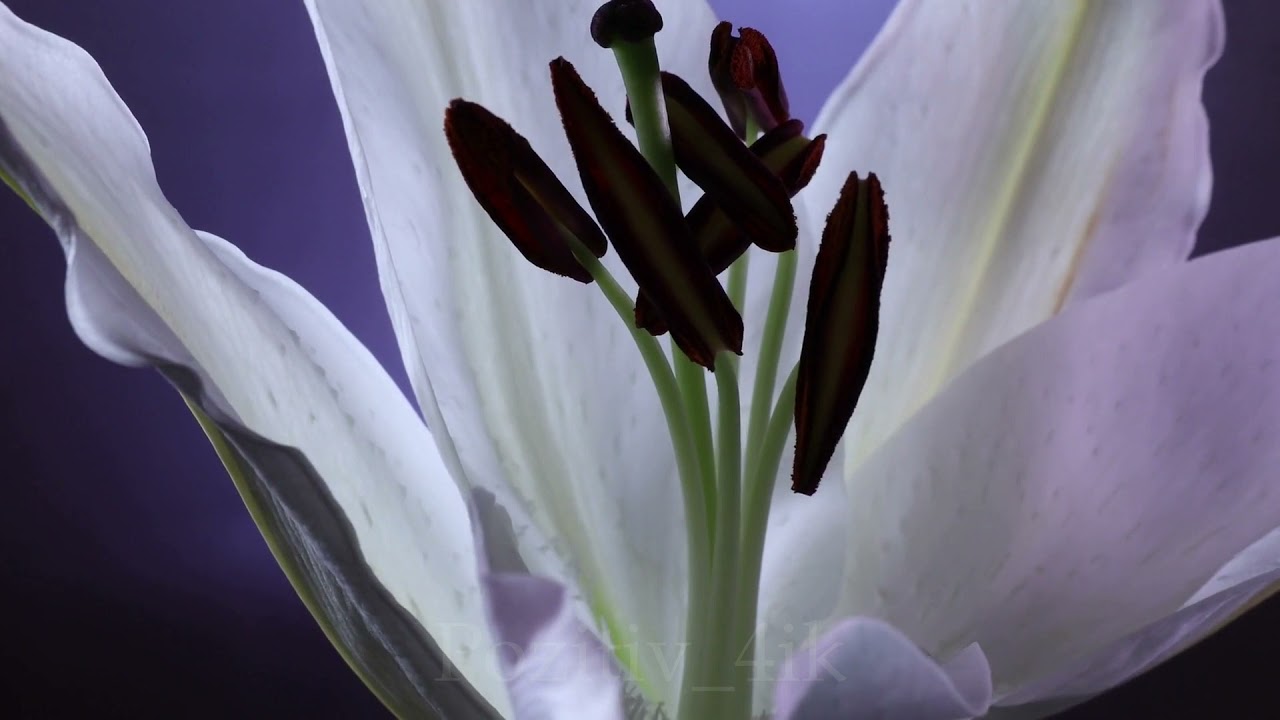 Погрузитесь в Самую Красивую Музыку для Души 🎶