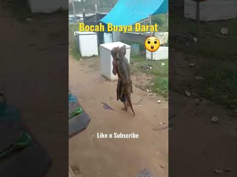 Bocah Ajaib Viral gendong anak buaya #viral #buaya #shorts