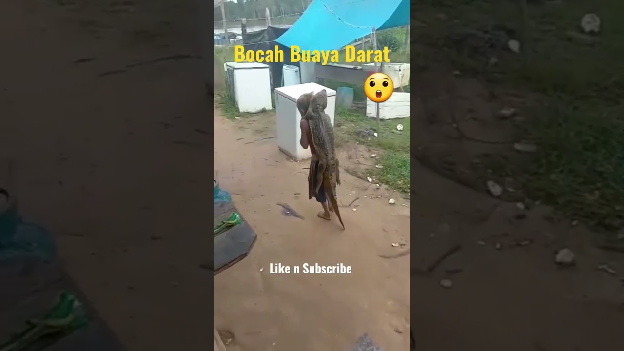 Bocah Ajaib Gendong Anak Buaya yang Viral 🐊