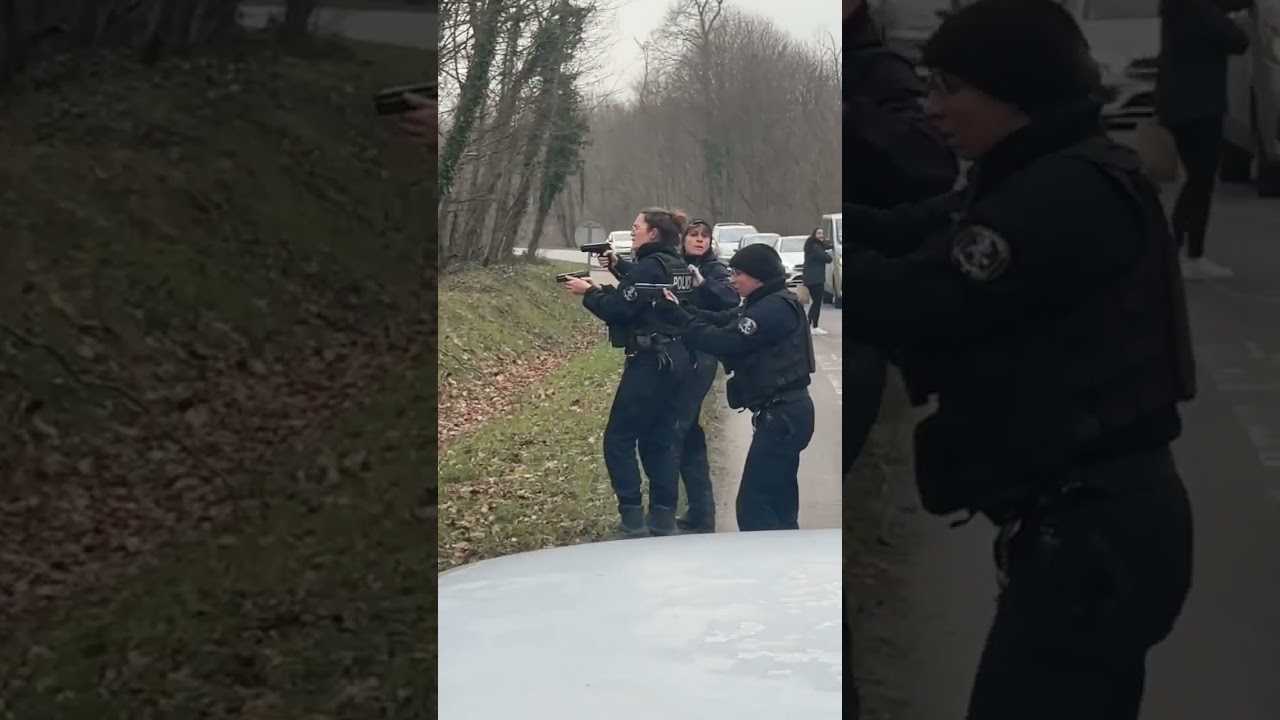 Police abat sanglier après collision 🚗🦌