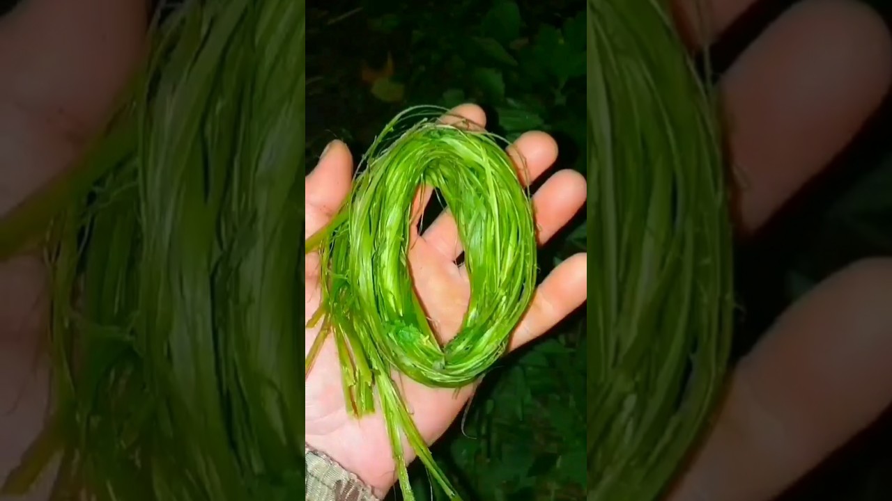 16π₯ΠΠ°ΠΊ Π΄ΠΎΠ±ΡΡΡ ΠΎΠ³ΠΎΠ½Ρ ΠΈΠ· ΡΡΡΠΎΠΉ ΡΡΠ°Π²Ρ Π² Π»Π΅ΡΡ #Π²ΡΠΆΠΈΠ²Π°Π½ΠΈΠ΅ #Π²ΡΠΆΠΈΠ²Π°Π½ΠΈΠ΅Π²Π»Π΅ΡΡ #Π»Π°ΠΉΡΡ
Π°ΠΊΠΈ