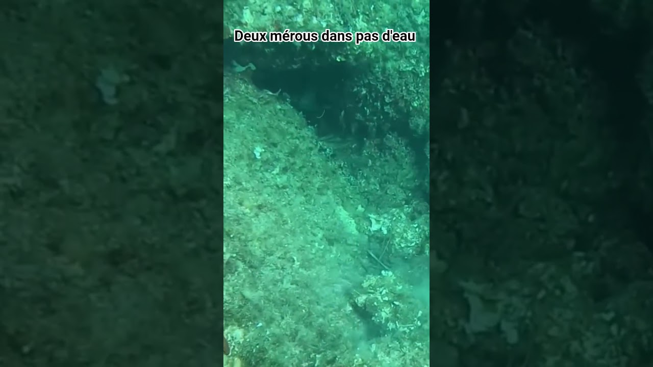 Deux mérous pas farouches. Viens voir ma vidéo.
