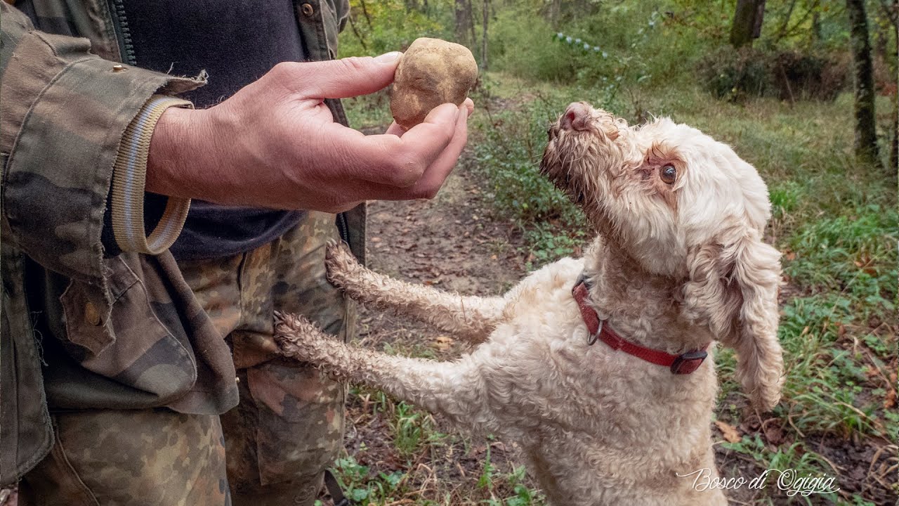 Ricerca del Tartufo Bianco: Segreti del Tartufoio