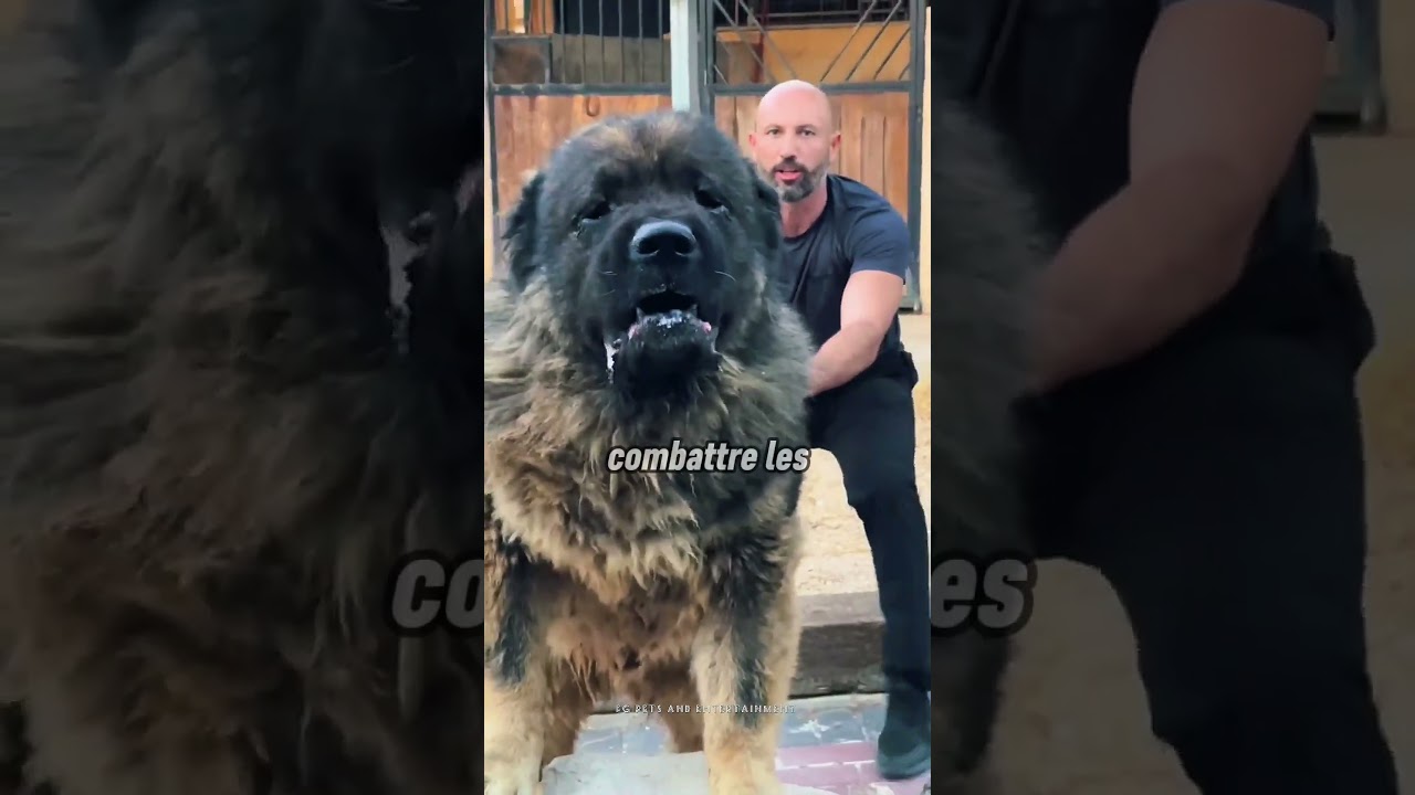 Kangal vs Berger du Caucase : Duel de Titans 🐕