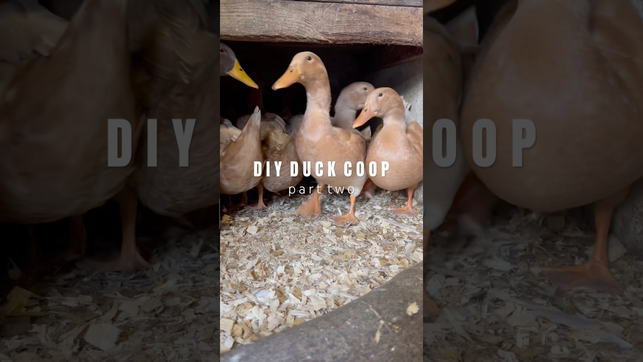 DIY Duck Coop Part 2: Final Touches & Solar Panels 🦆