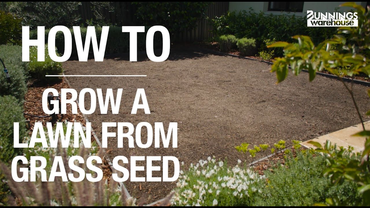 Grow a Lush Lawn from Seed: Easy Step-by-Step Guide 🌱