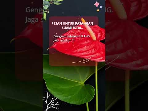 * anastasia muhana *