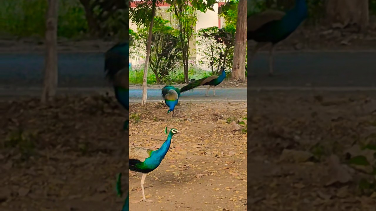prakriti ki god mein peacock π¦ #birds #peacock #animals #nature #wildlife #peacockshortsfeed