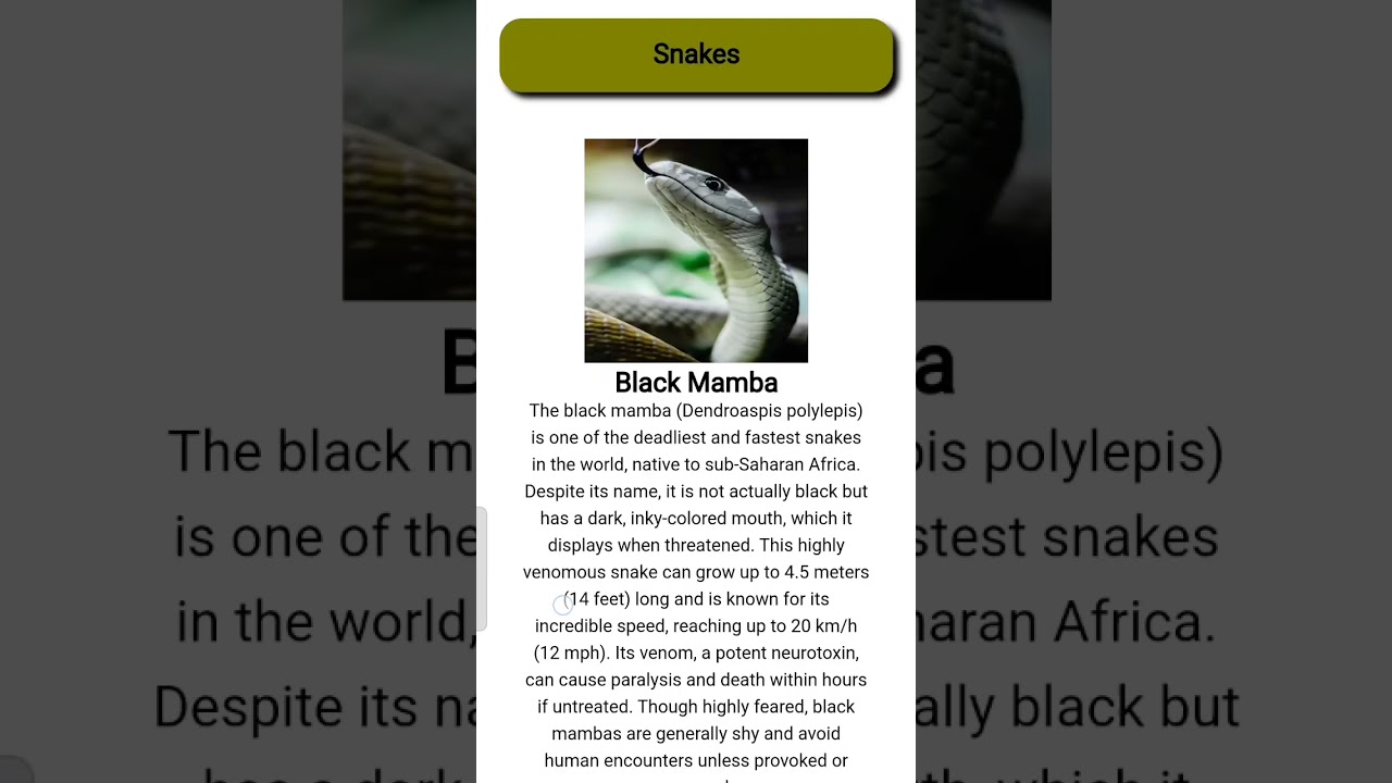 Discover Fascinating Snake Facts & Coding Tips 🐍