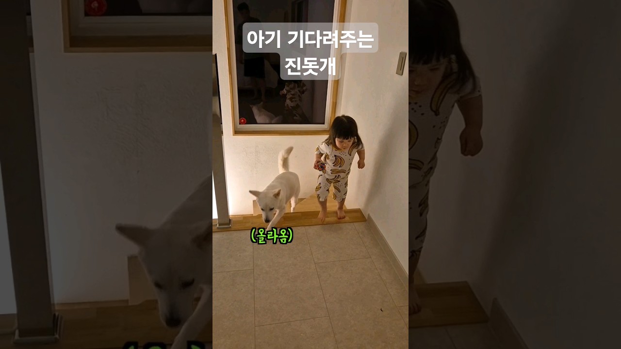 진돗개 강아지, 아기 기다리는 모습 🐶