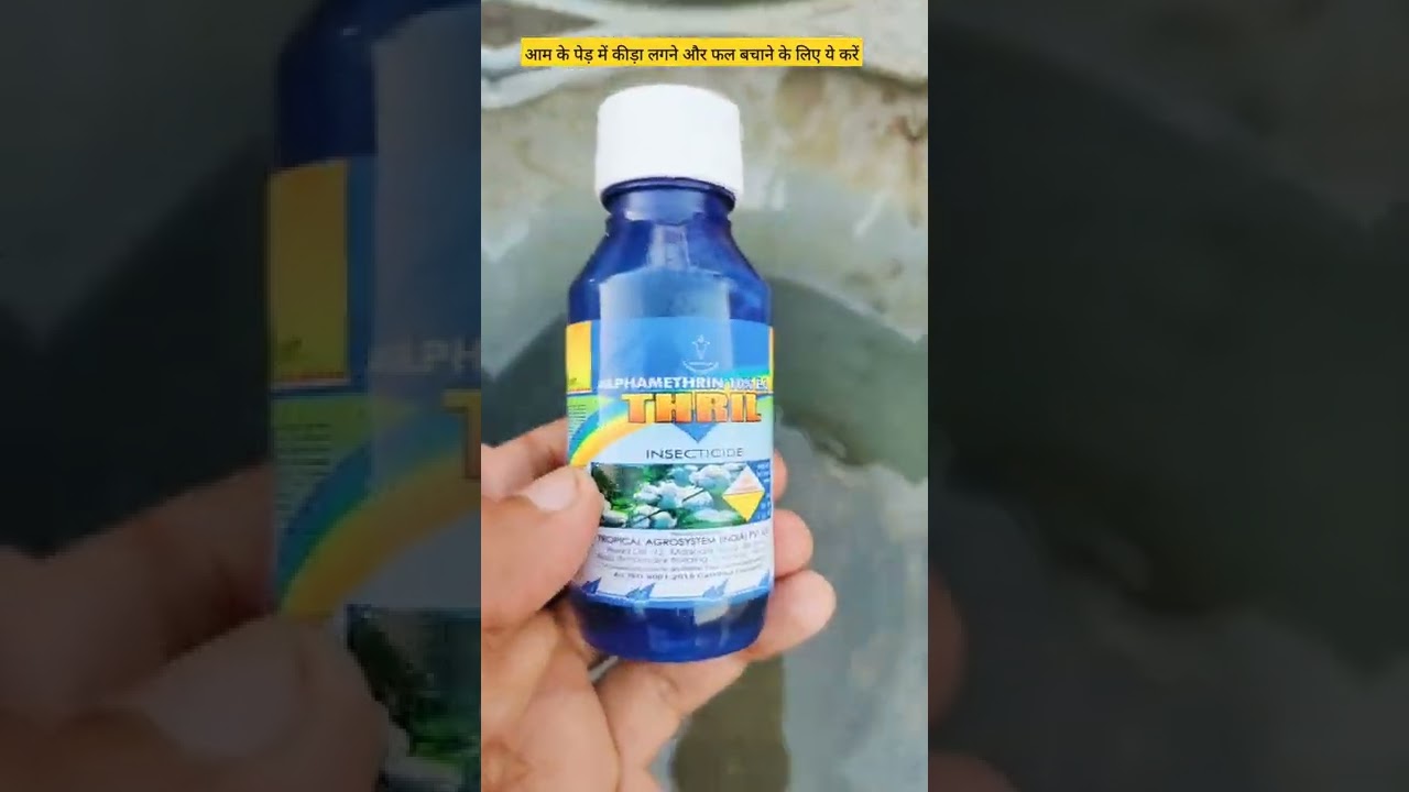 आम के पेड़ में डालें ये उपाय, फल नहीं गिरेंगे 🍃