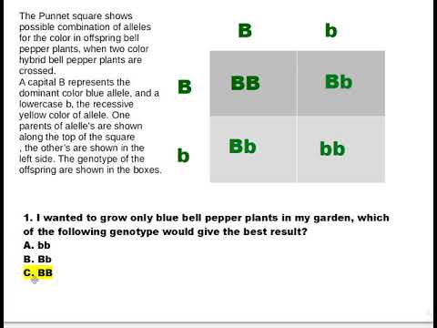 GED Science: Punnett Square Practice 🌱
