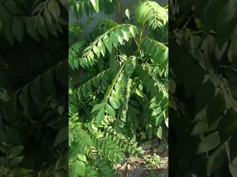 #Kadi Patta&VastuTip कड़ी पत्ता का घर के वास्तु में महता।