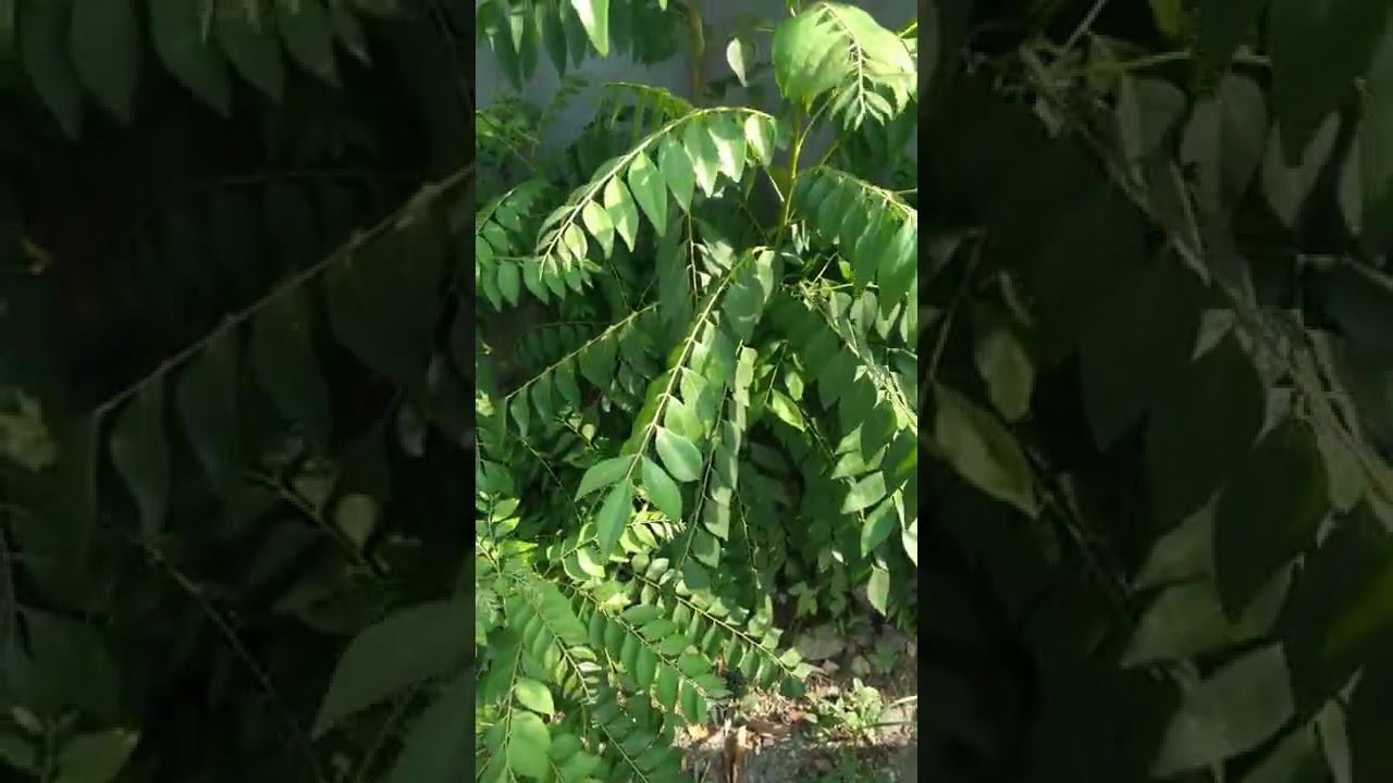 कड़ी पत्ता का वास्तु में महत्व 🏡 | घर में सुख-समृद्धि के लिए कैसे करें उपयोग