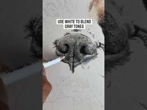 How to #draw a Dog’s Nose in #coloredpencils #shorts #shortsvideo #shortvideo #prismacolor