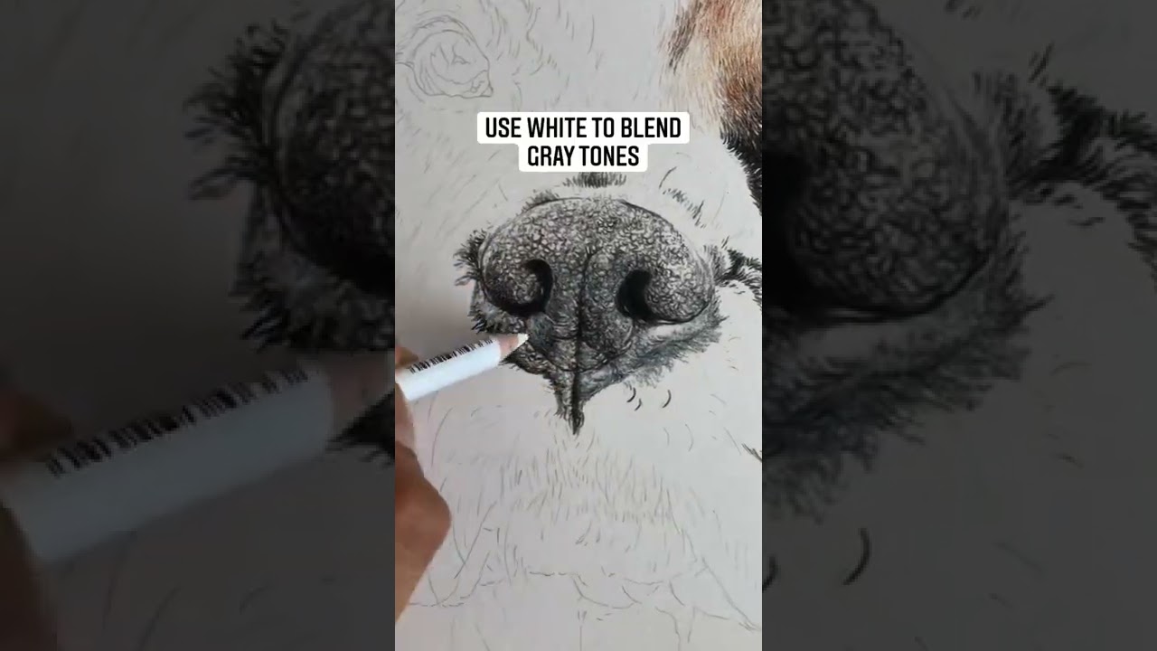 Step-by-Step Guide to Drawing a Dog’s Nose with Colored Pencils