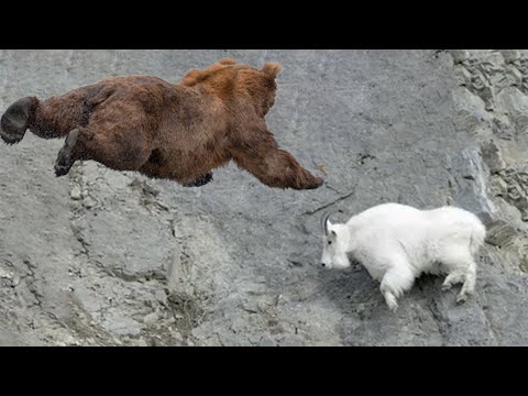 На что способен МЕДВЕДЬ в ГОРАХ? Самые отчаянные нападения БУРОГО ХИЩНИКА!