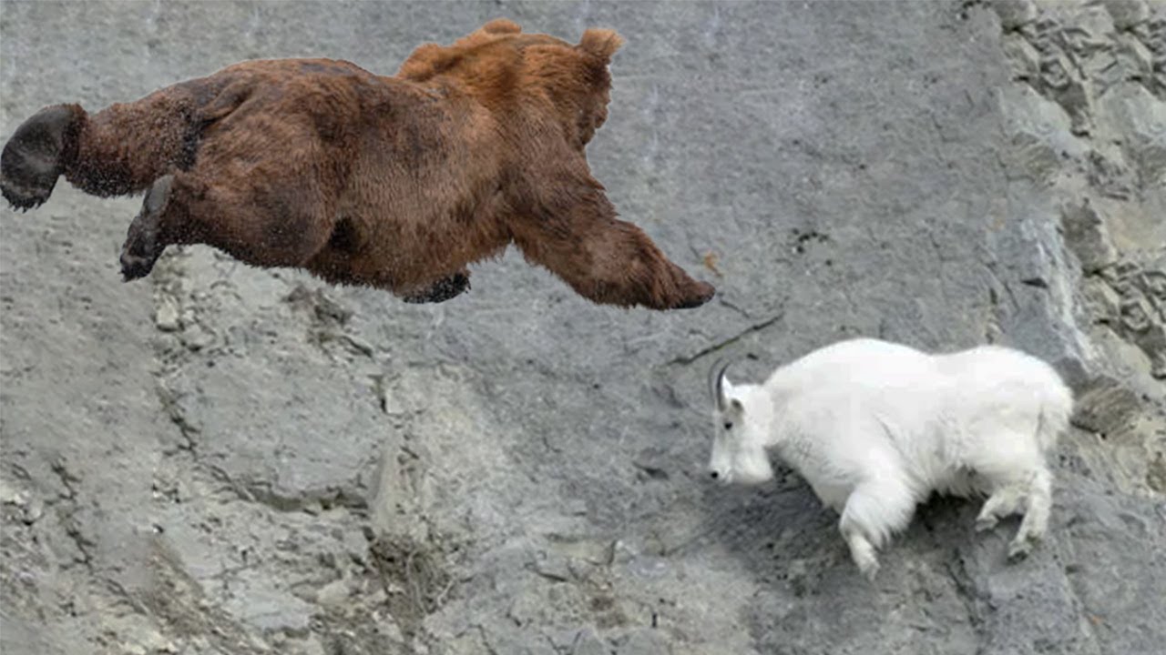 Что может сделать медведь в горах? Самые смелые атаки грозного хищника 🐻