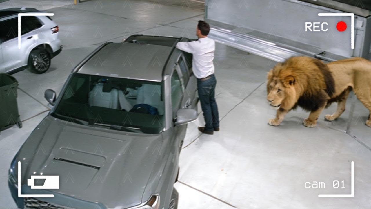 Wild Animals Invade Cities Caught on Camera 🐾