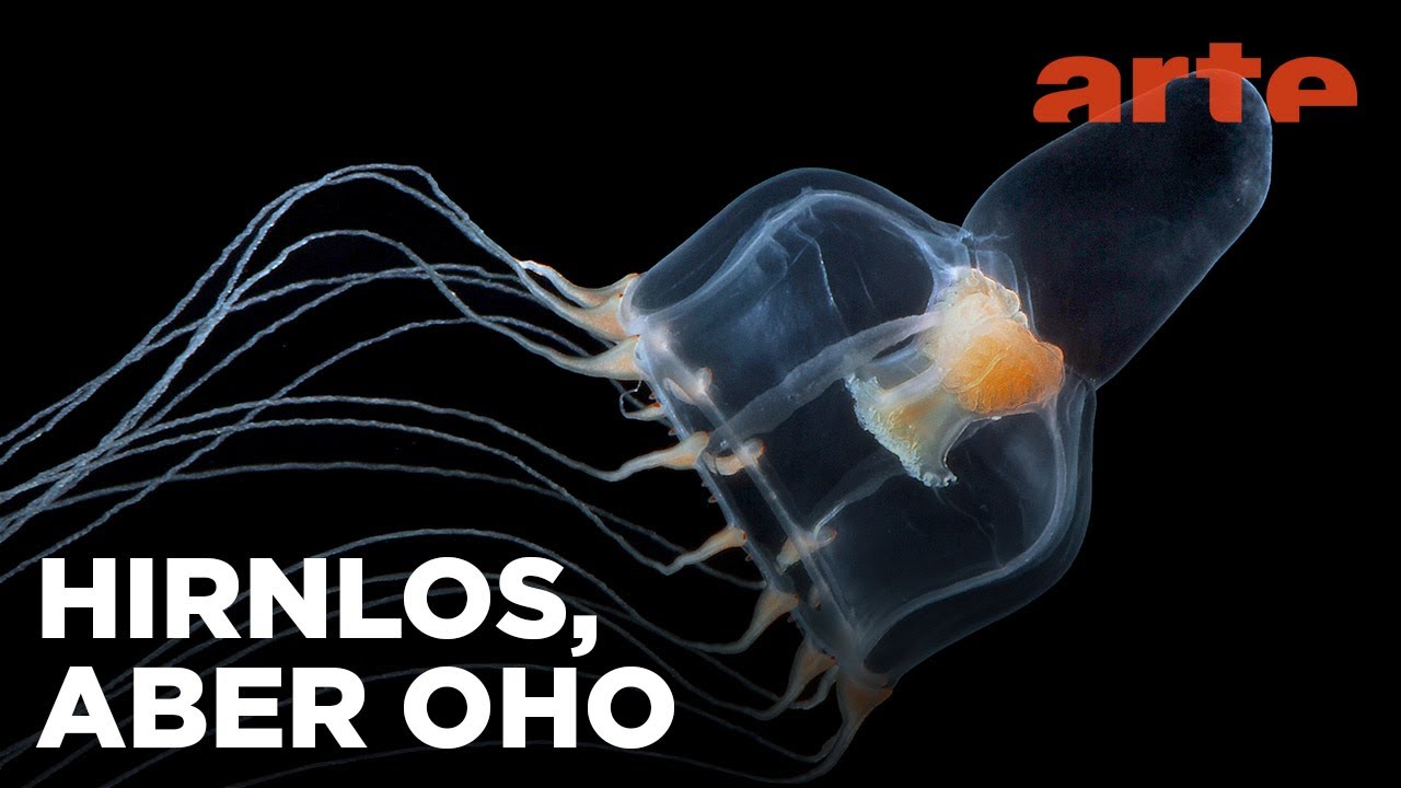 Quallen: 560 Mio. Jahre ohne Herz & Hirn 🐙