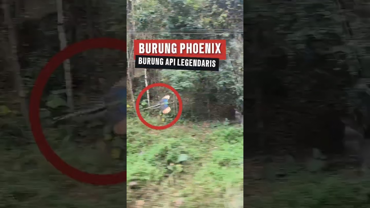 Burung Merak, Pegar, atau Phoenix? 🦚