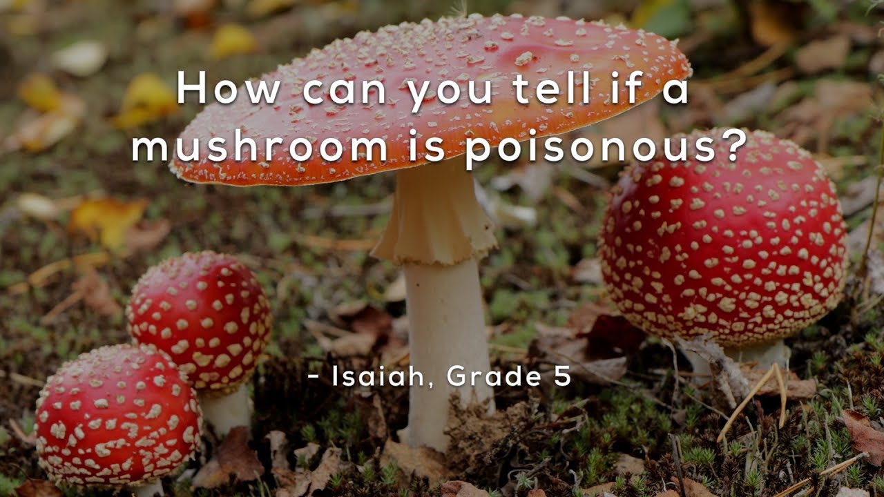 How to Identify Poisonous Mushrooms 🍄