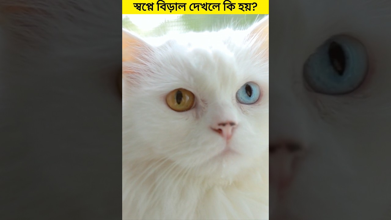 স্বপ্নে বিড়াল দেখার অর্থ কি? 🐱