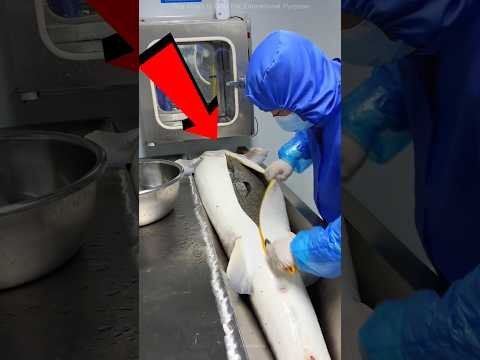 Cutting The Most Expensive Fish 🤯😱 #shorts #viral #trending #education #viralvideos #trending
