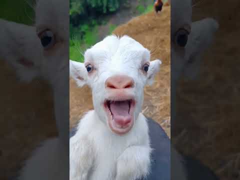ماعز مضحك🐐 🤣🤣🤣