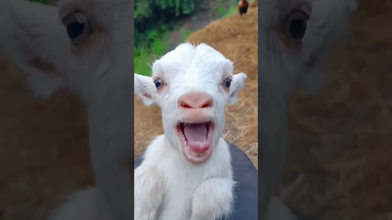 ضحكات لا تُقاوم مع ماعز مضحك 🐐😂