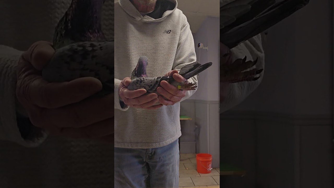 Light Check for Male (Code 25-CBS-62)