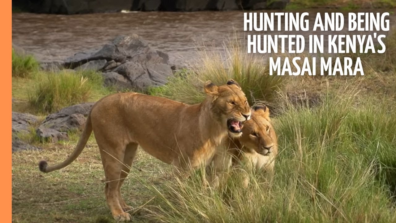 Exploring the Dynamics of Predator and Prey in Kenya's Masai Mara | Full Documentary